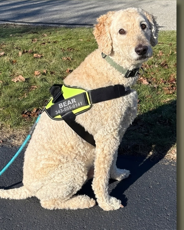 The comfortable choice for every breed