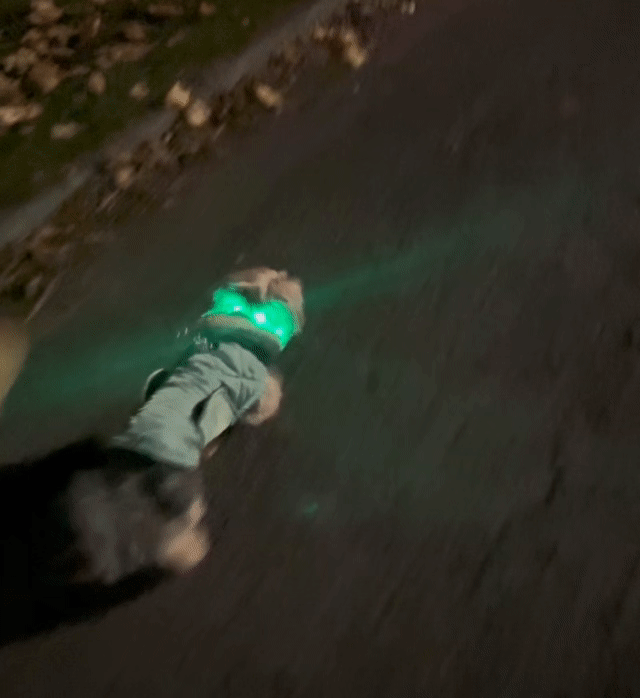 BellvoLux LED Dog Collar